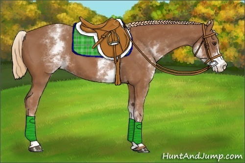 Horse Color:White Spotted Chestnut 