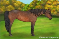 Horse Color:Bay  Brindle