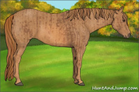 Horse Color:Chestnut  Brindle