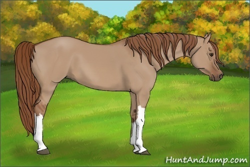 Horse Color:Red Dun