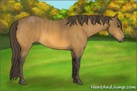 Horse Color:Buckskin  Brindle