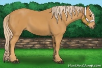 Horse Color:Palomino