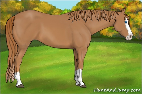 Horse Color: Chestnut Splash 