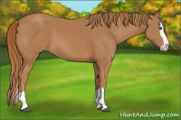 Horse Color:Chestnut Splash 