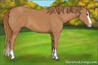 Horse Color:Chestnut Splash 