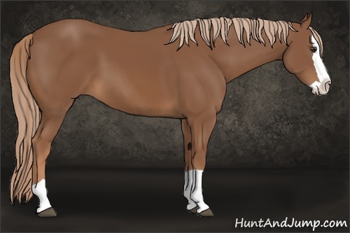 Horse Color: Chestnut Splash 