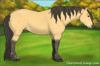 Horse Color:Buckskin  Brindle