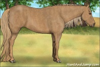 Horse Color:Chestnut Rabicano  Brindle