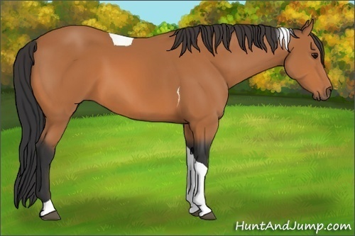 Horse Color: Bay Tobiano 