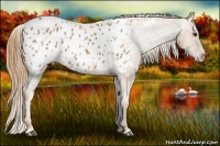 Horse Color:Chestnut Appaloosa  Brindle