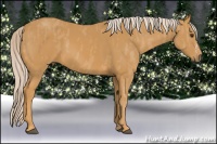 Horse Color:Palomino  Brindle