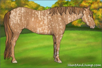 Horse Color:Amber Champagne Dun Brindle
