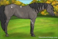 Horse Color:Grullo Splash Tobiano  Brindle