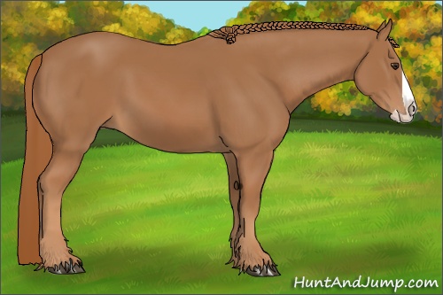 Horse Color:Chestnut Splash 
