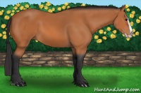 Horse Color:Bay Splash 