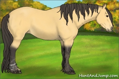 Horse Color: Buckskin  Brindle