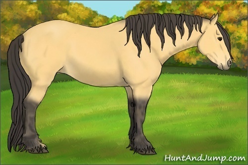 Horse Color: Buckskin  Brindle