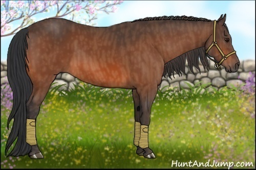 Horse Color:Bay  Brindle
