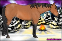 Horse Color:Bay Roan 