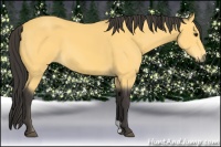 Horse Color:Buckskin 