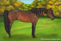Horse Color:Bay  Brindle