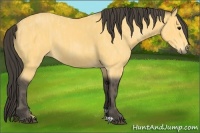 Horse Color:Buckskin  Brindle