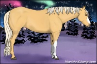Horse Color:Palomino 