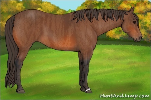 Horse Color:Bay  Brindle