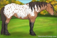 Horse Color:Bay Roan Near Leopard  Brindle