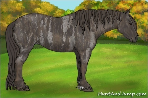 Horse Color: Smoky Blue Roan  Brindle