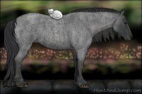 Horse Color:Blue Roan Brindle