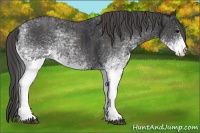 Horse Color:White Spotted Black  Brindle