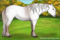 Horse Color:Gray Chestnut  Brindle