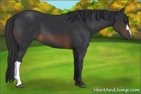 Horse Color:Brown 