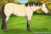 Horse Color:Buckskin Roan Dun Splash  Brindle
