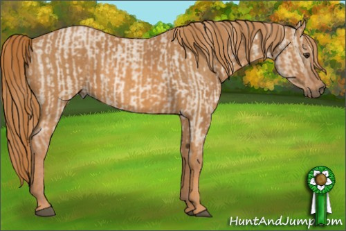 Horse Color: Red Dun Roan  Brindle