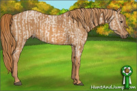 Horse Color:Red Dun Roan Brindle