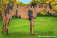 Horse Color:Black  Brindle