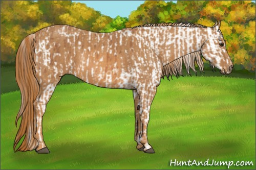 Horse Color: Chestnut Blanket  Brindle