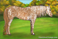 Horse Color:Chestnut Blanket  Brindle