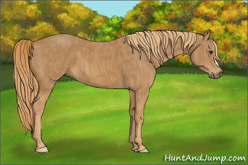 Horse Color: Chestnut  Brindle