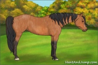 Horse Color:Bay  Brindle