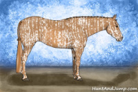 Horse Color:Chestnut Appaloosa Brindle