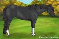 Horse Color:Black Tobiano 