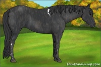 Horse Color:Black Tobiano  Brindle