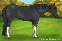 Horse Color:Black Tobiano 