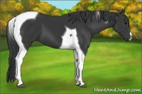 Horse Color:Black Tobiano 