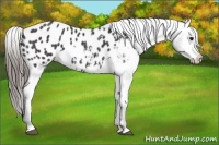 Horse Color:Black Appaloosa  Brindle