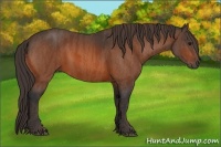 Horse Color:Bay  Brindle