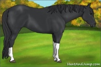 Horse Color:Black Tobiano 